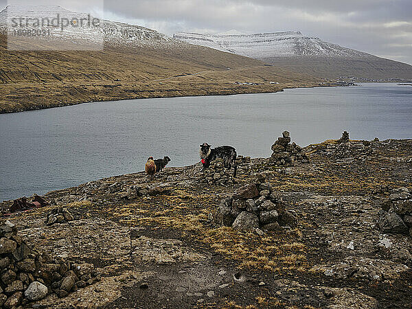Schafe in der Nähe von Steinhaufen mit Bergen und Meer im Hintergrund auf den Färöer Inseln