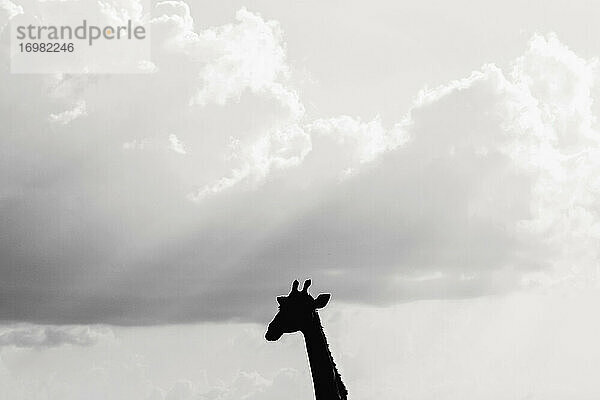 Silhouette des Kopfes einer Giraffe gegen den Himmel  Namibia  Afrika