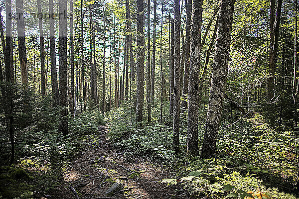 weiße Markierung auf einem Baum des Appalachian Trail durch einen Wald in Maine