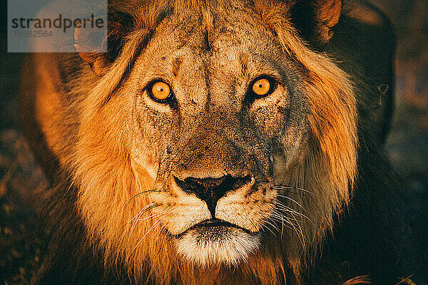 Löwe starrt mit grimmigem Blick in die Kamera