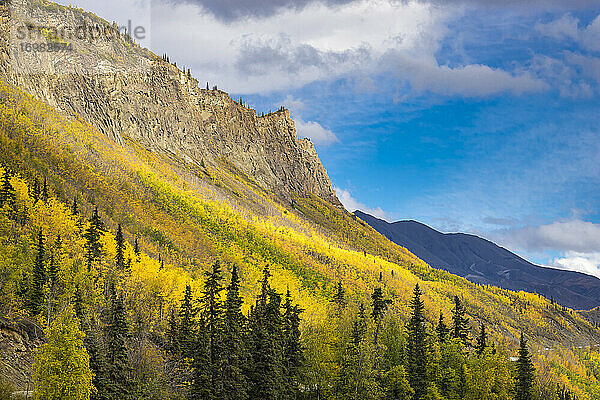 Gelbe Bäume am Berghang in der Nähe des Long Lake im Herbst  Glenn Highway  Southcentral Alaska  Alaska  USA