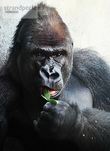 Erwachsener Silberrücken-Gorilla beim Essen einer Pflanze