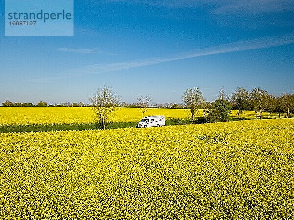 Wohnmobil fährt auf Landstraße durch blühendes Rapsfeld  Fehmarn  Schleswig-Holstein  Deutschland  Europa