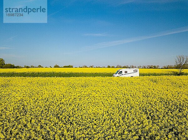 Wohnmobil fährt auf Landstraße durch blühendes Rapsfeld  Fehmarn  Schleswig-Holstein  Deutschland  Europa