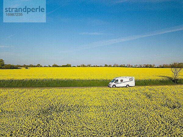 Wohnmobil fährt auf Landstraße durch blühendes Rapsfeld  Fehmarn  Schleswig-Holstein  Deutschland  Europa