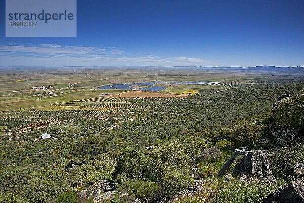 Kulturlandschaft mit Olivenhainen und Photovoltaikanlage  La Serena  Extremadura  Spanien  Europa