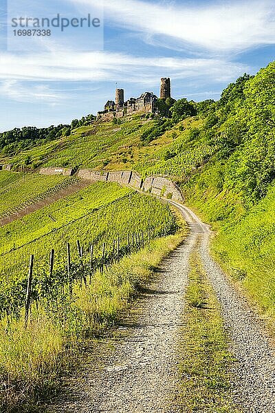 Feldweg durch Weinberg führt zur Burg Thurant im Moseltal  Alken  Untermosel  Rheinland-Pfalz  Deutschland  Europa