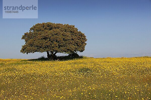 Blumenwiese mit Steineiche  Extremadura  Spanien  Europa