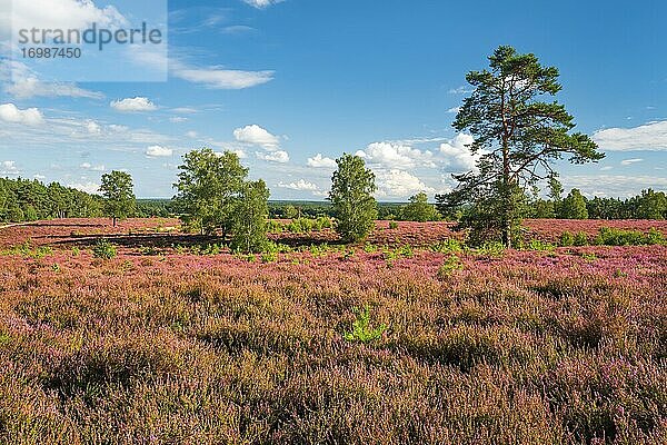 Typische Heidelandschaft mit blühendem Heidekraut am Wietzer Berg  Lüneburger Heide  Niedersachsen  Deutschland  Europa