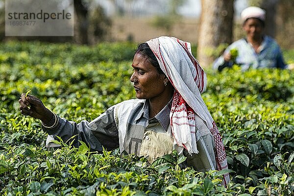 Frauen pflücken Tee von den Teepflanzen auf einer Teeplantage  Assam  Indien  Asien