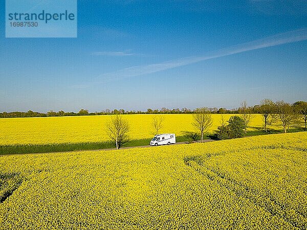 Wohnmobil fährt auf Landstraße durch blühendes Rapsfeld  Fehmarn  Schleswig-Holstein  Deutschland  Europa