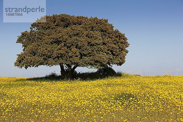 Blumenwiese mit Steineiche  Extremadura  Spanien  Europa