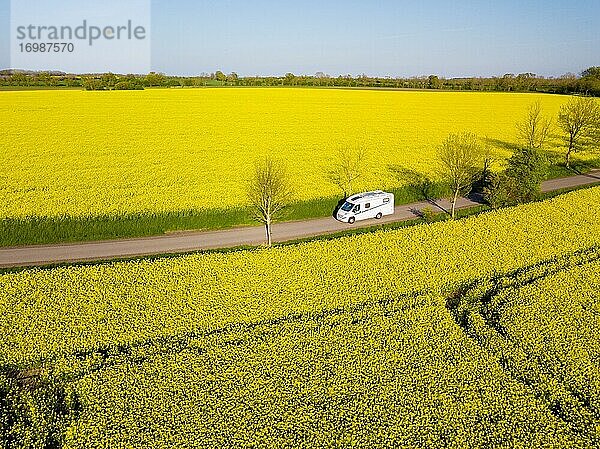 Wohnmobil fährt auf Landstraße durch blühendes Rapsfeld  Fehmarn  Schleswig-Holstein  Deutschland  Europa