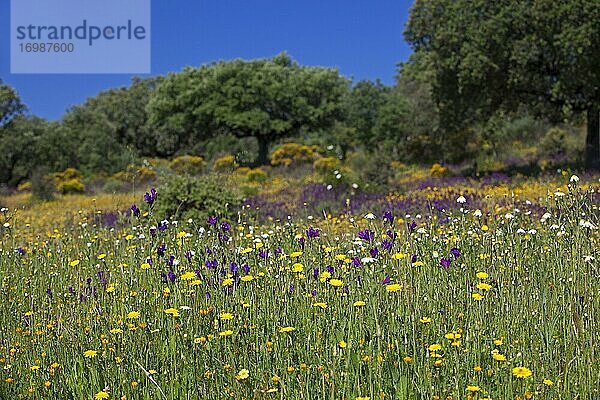 Blumenwiese mit Steineichen  Extremadura  Spanien  Europa