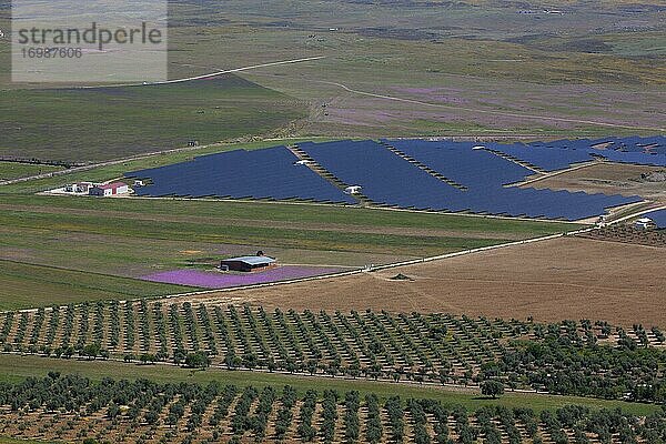 Kulturlandschaft mit Olivenhainen und Photovoltaikanlage  La Serena  Extremadura  Spanien  Europa