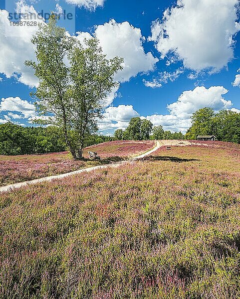 Wanderweg durch typische Heidelandschaft mit blühendem Heidekraut  Lüneburger Heide  Niedersachsen  Deutschland  Europa