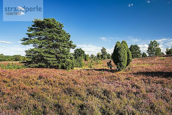 Typische Heidelandschaft mit blühendem Heidekraut und Wacholder  Lüneburger Heide  Niedersachsen  Deutschland  Europa