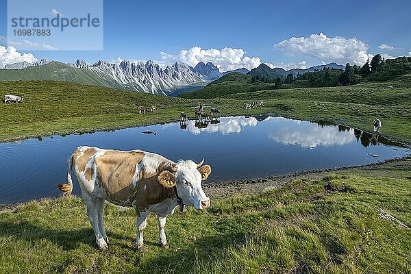 Kühe auf der Alm  Tiroler Fleckvieh  am Salfeins-See  Salfeins-Alm  Stubaier Alpen  Tirol  Österreich  Europa