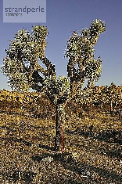 Josua-Palmlilie (Yucca brevifolia)  Joshua-Tree-Nationalpark  Mojave-Wüste  Kalifornien