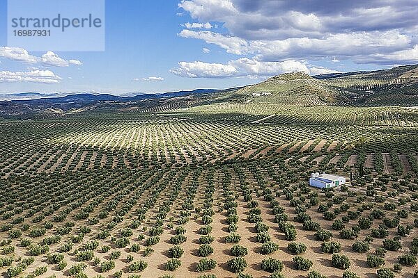 Olivenbäume (Olea europaea)  Drohnenaufnahme  Provinz Córdoba  Andalusien  Spanien  Europa