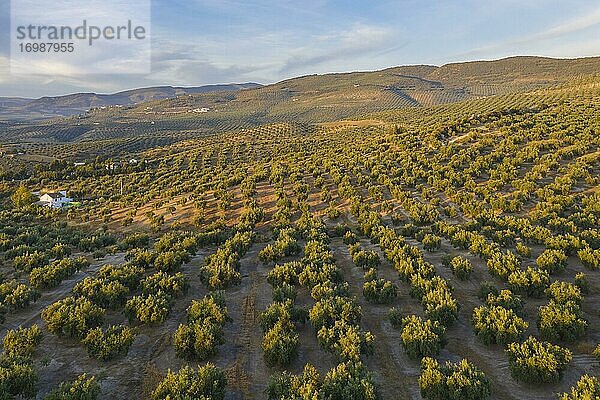 Olivenbäume (Olea europaea)  Drohnenaufnahme  Provinz Córdoba  Andalusien  Spanien  Europa