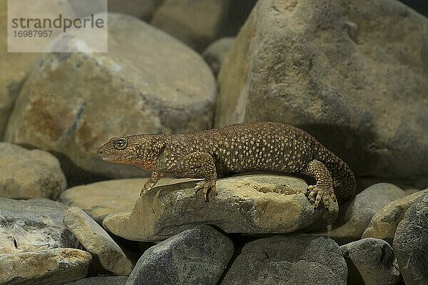 Pyrenäen-Gebirgsmolch (Calotriton asper) am Grund eines Baches  Zentralpyrenäen  Aragonien  Spanien  Europa