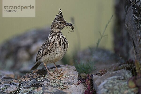 Theklalerche (Galerida theklae) mit Futter auf Fels  Extremadura  Spanien  Europa