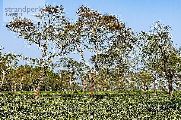Teeplantage  Assam  Indien  Asien