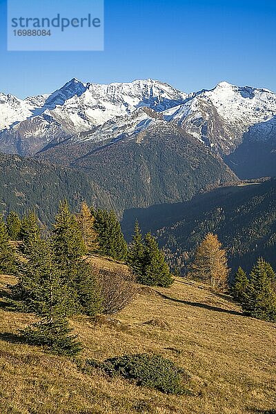 Herbstliche Lärchenwiesen  dahinter Olperer  Fußstein  Schrammacher  Sagwandspitze  Egger Mähder  Obernbergtal  Tirol  Österreich  Europa