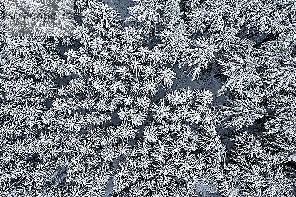 Luftaufnahme  mit verschneiten Nadelbäumen  Tannen und Fichten  im Taunus  Oberreifenberg  Taunus  Schmitten  Hessen  Deutschland  Europa
