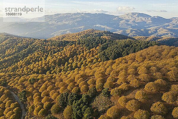 Maronenbäume (Castanea sativa) in herbstlichen Farben  Luftbild  Drohnenaufnahme  Serranía de Ronda  Provinz Málaga  Andalusien  Spanien  Europa