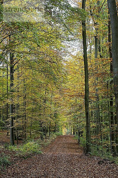 Waldweg im einem Buchenwald  Herbst  Hessen  Deutschland  Europa