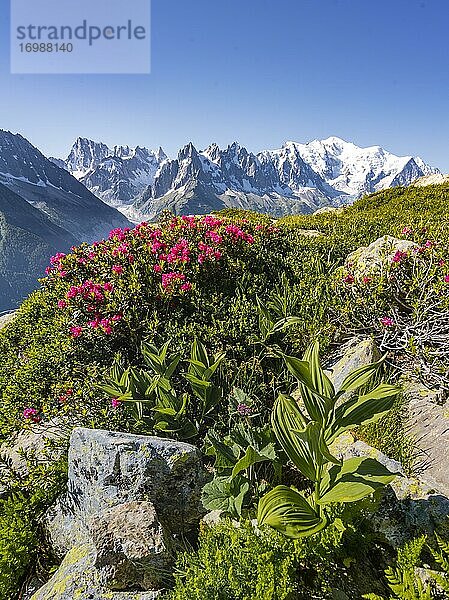 Almrosen am Berghang  Blick auf Grand Balcon Nord mit Gletschertal Mer de Glace  Grandes Jorasses  Mont-Blanc-Massiv  Chamonix-Mont-Blanc  Haute-Savoie  Frankreich  Europa