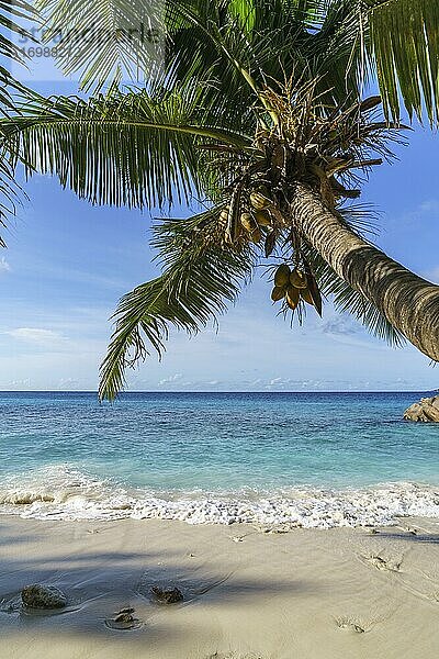 Kokosnusspalme (Cocos nucifera) am Sandstrand  Anse Patates  La Digue  Seychellen  Afrika