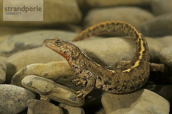 Pyrenäen-Gebirgsmolch (Calotriton asper) am Grund eines Baches  Zentralpyrenäen  Aragonien  Spanien  Europa