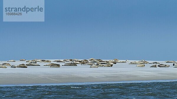 Seehunde (Phoca vitulina) auf einer Sandbank  Nordsee  Nationalpark Wattenmeer  Deutschland  Europa