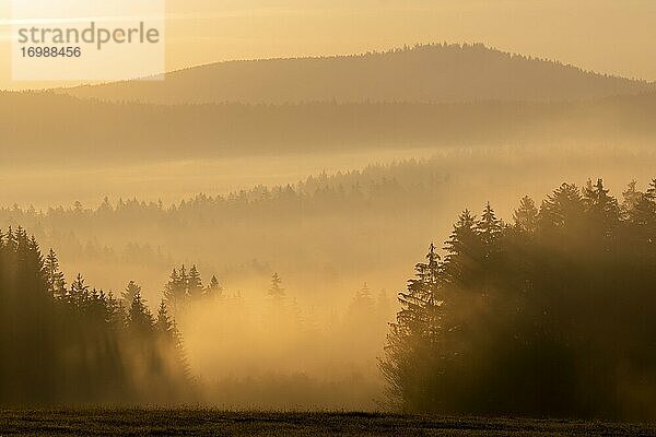 Wald und Berge mit Morgennebel  Bayerischer Wald  Bayern  Deutschland  Europa