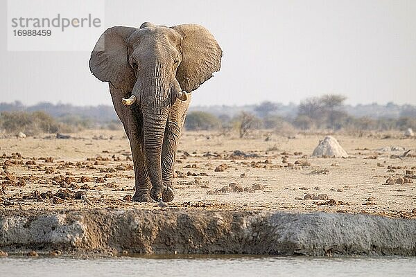 Afrikanischer Elefant (Loxodonta africana) an einem Wasserloch im Nxai Pan National Park  Botswana  Afrika