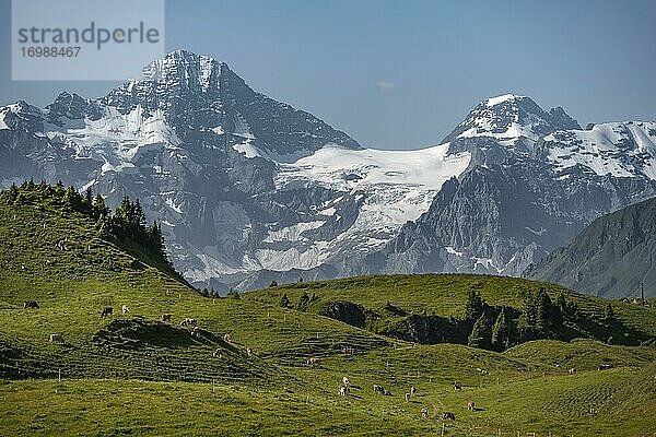 Kühe auf einer Alm  Blick von der Schynige Platte  hinten Berggipfel Breithorn und Tschingelhorn  Jungfrauregion  Grindelwald  Kanton Bern  Schweiz  Europa