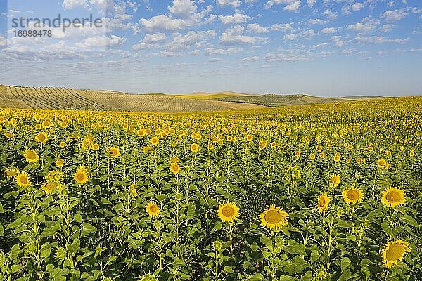 Sonnenblumenanbau (Helianthus annuus)  Luftbild  Drohnenaufnahme  Provinz Córdoba  Andalusien  Spanien  Europa