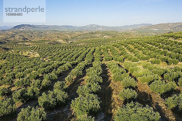 Olivenbäume (Olea europaea)  Drohnenaufnahme  Provinz Córdoba  Andalusien  Spanien  Europa