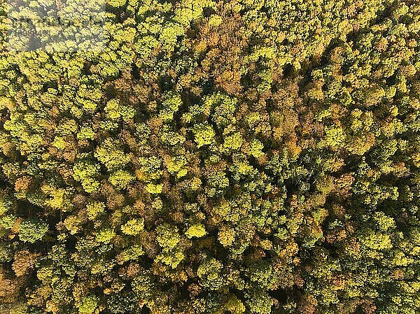 Herbststimmung  Vogelperspektive  Luftaufnahme  Steigerwald Erfurt  Thüringen  Deutschland  Europa