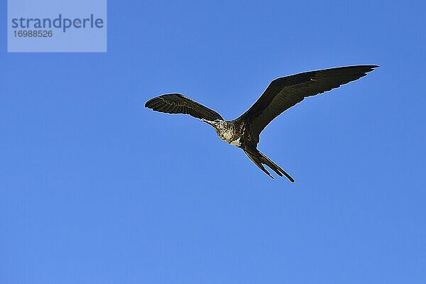 Bindenfregattvogel (Fregata minor)  Weibchen im Flug  Insel Genovesa  Galapagos  Ecuador  Südamerika