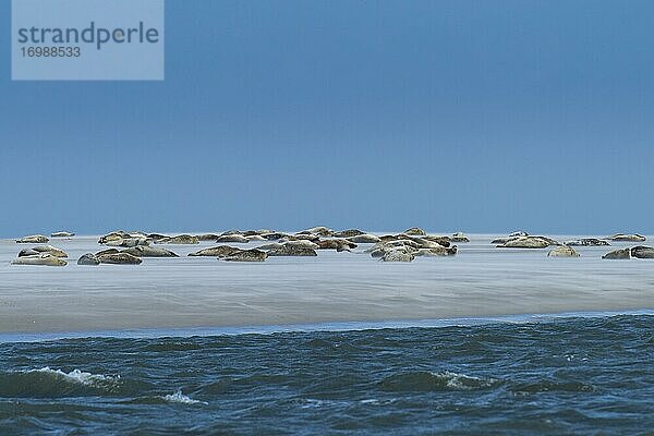 Seehunde (Phoca vitulina) auf einer Sandbank  Nordsee  Nationalpark Wattenmeer  Deutschland  Europa