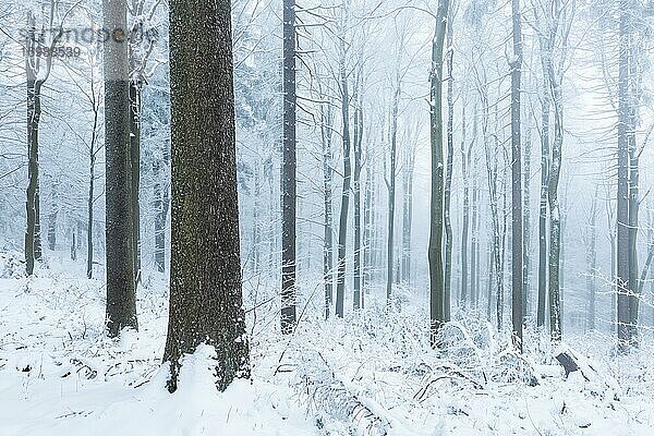 Naturnaher Wald im Winter mit Schnee und Raureif  Großer Waldstein  Fichtelgebirge  Oberfranken  Franken  Bayern  Deutschland  Europa