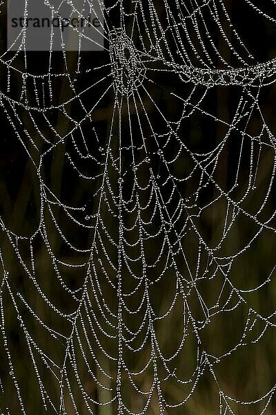 Perlen aus Regentropfen auf Spinnennetz  Schemmerhofen  Biberach an der Riß  Baden-Württemberg  Deutschland  Europa