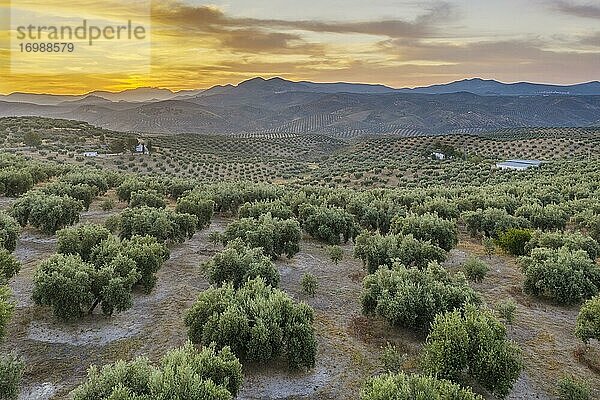 Olivenbäume (Olea europaea) in der Dämmerung  Drohnenaufnahme  Provinz Córdoba  Andalusien  Spanien  Europa