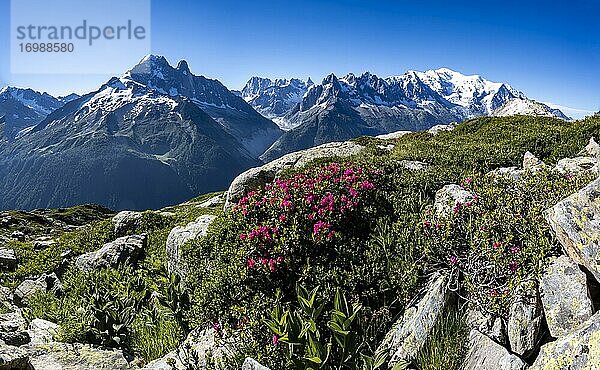 Almrosen am Berghang  Blick auf Grand Balcon Nord mit Gletschertal Mer de Glace  Aiguille Verte  Grandes Jorasses  Mont Blanc  Mont-Blanc-Massiv  Chamonix-Mont-Blanc  Haute-Savoie  Frankreich  Europa