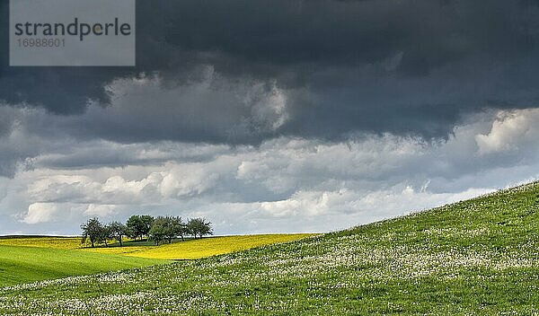 Obstgarten  umgeben von einem Rapsfeld (Braßica napus) und Gewitterwolken  Schemmerhofen  Baden-Württemberg  Deutschland  Europa