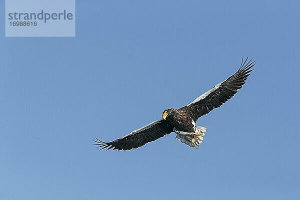 Riesenseeadler (Haliaeetus pelagicus) im Gleitflug  in Rausu  Hokkaido  Japan  Asien